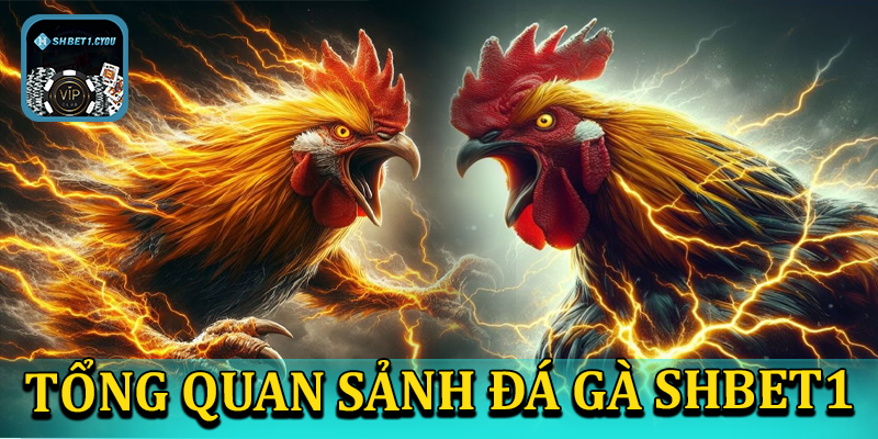 Tổng quan sảnh đá gà shbet1