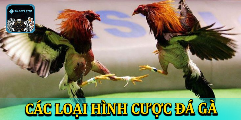 Điểm danh một số hình thức phổ biến có trong đá gà shbet1