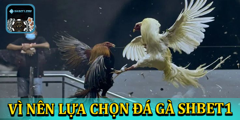 Vì sao nên tham gia cá cược đá gà shbet1